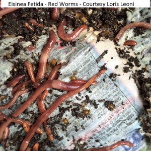 Eisinea Fetida - Red Worms - Courtesy Loris Leoni               